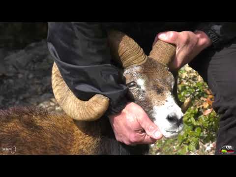 Video: Tutto Sul Muflone come Animale