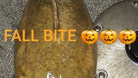 catfishing, kanawha river,  fall bite, slimecat rods, trout magnet