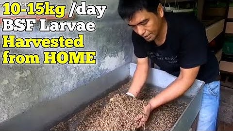 SAFE livestock cost since INITIAL IMPLEMENTATION of Fresh Larvae