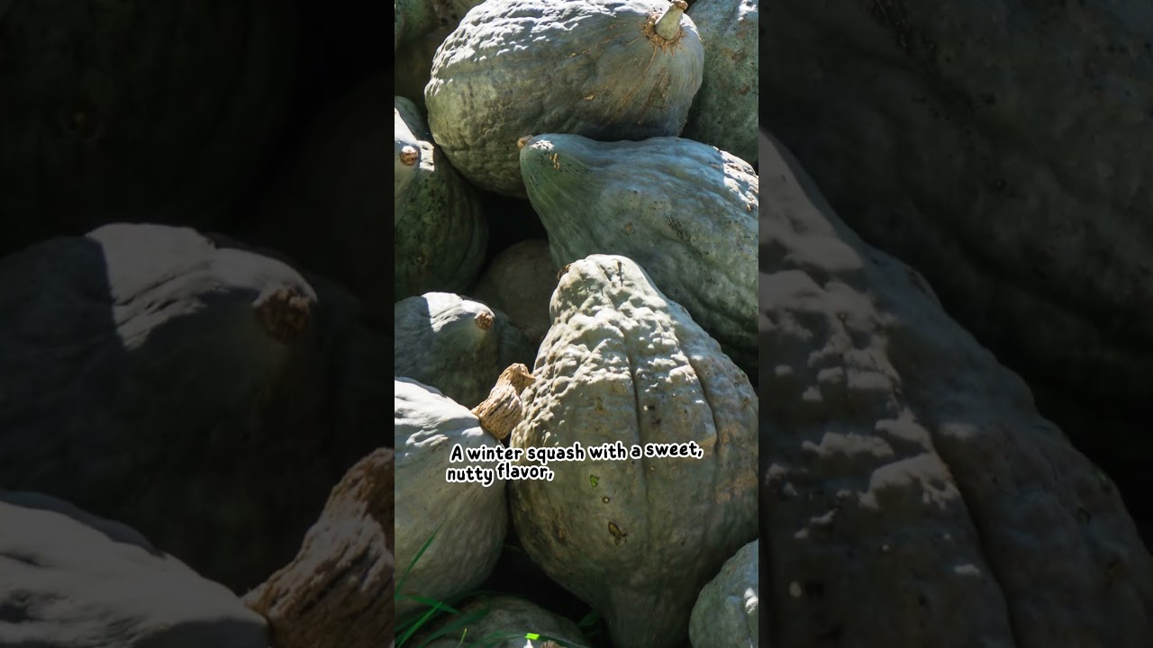 Discover the Nutritional Powerhouse: Exploring the Superfood Benefits of Hubbard Squash!