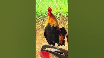 #chicken 😱😱 Tiếng gà rừng gáy chuẩn 2025 #garung #chuongga #gà #gàrừng