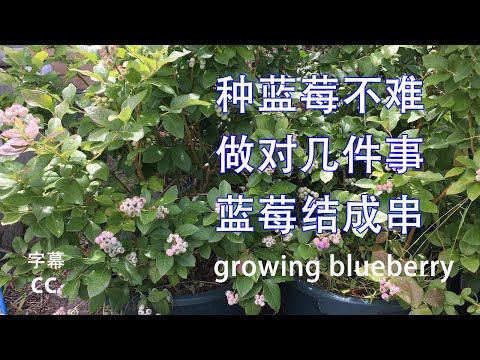 怎样种蓝莓,掌握移植过中的换盆技术,浇水方法, 种植盆栽土壤 酸碱度, 都很重要 ,how to grow blueberries at home 来年開花結果大丰收 怎样种蓝莓,掌握移植过中的换盆技术,浇水方法, 种植盆栽土壤 酸碱度, 都很重要 ,how to grow blueberries at home 来年開花結果大丰收