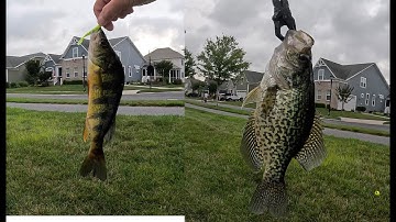 Gulp Minnows on a Crappie Day!