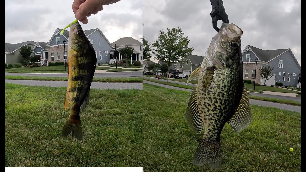 Gulp Minnows on a Crappie Day! 