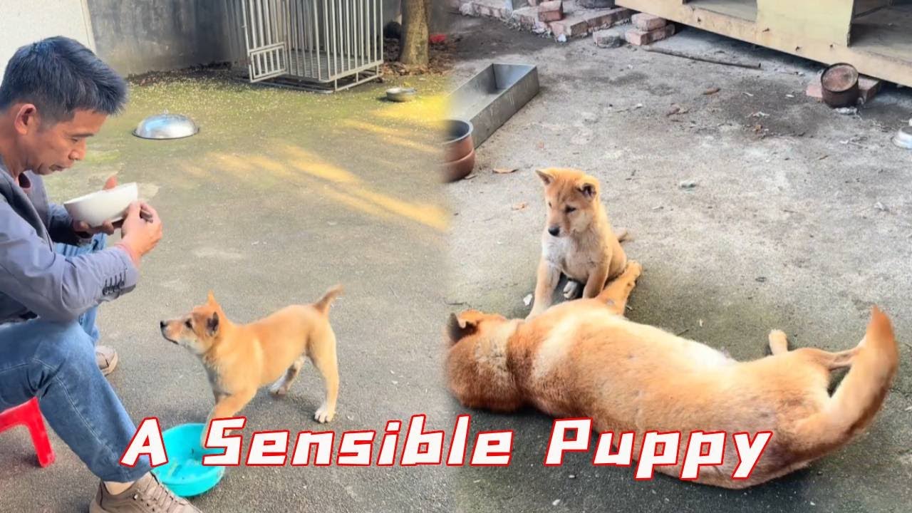 The Sensible Puppy Let Its Mother Try The Food Its Owner Gave It First!