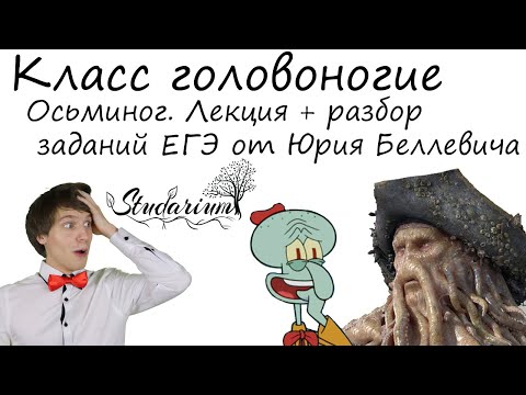 Класс головоногие. Осьминог. Лекция и разбор заданий от Юрия Беллевича