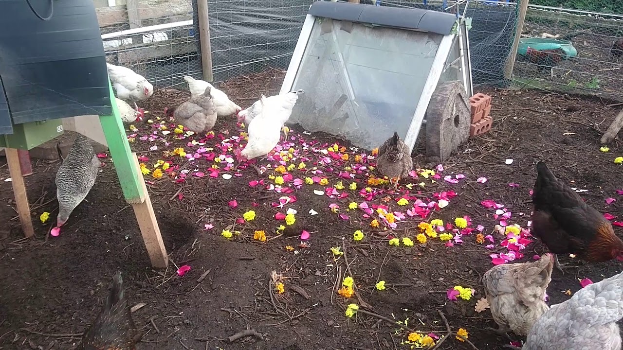 my chickens eating rose petals YouTube