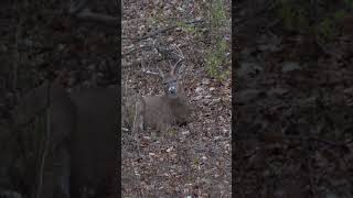 Big Buck Taking A Little Snooze