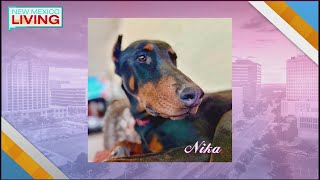 Simply Diego s donates 2 000 to High Desert Doberman Rescue