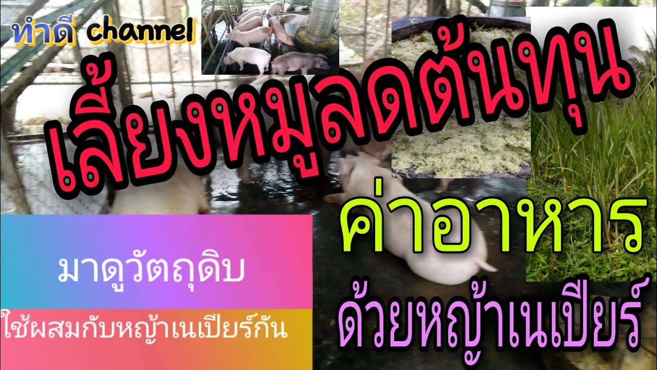 เลี้ยงหมูลดต้นทุนค่าอาหารด้วยหญ้าเนเปียร์ วัตถุดิบใช้ผสมกับหญ้าเนเปียร์ @ทำดี channel