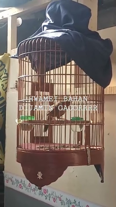 Hwamei jantan dijamin langsung nyaut gacor denger hwamei betina ini