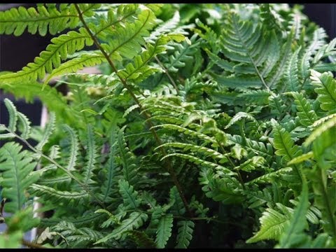 Vidéo: Qu'est-ce qu'une fougère à cerf - Conseils pour faire pousser des fougères à cerf dans le jardin