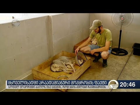 ცხოველისადმი არაადამიანური მოპყრობის ფაქტი