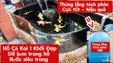Hồ Cá Koi 1 Khối Đẹp Dùng Bơm 10000l/h Lọc Nước Siêu Trong - Lọc 1 Thùng Lắng + Bakki.Hồ Của em Trí.