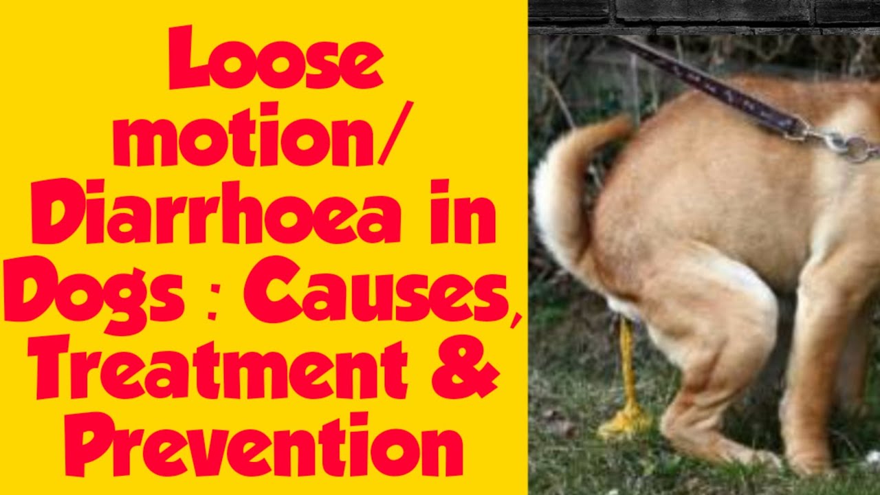 Diarrhoea/Loose motion in Dogs Causes,Treatment & Prevention. 