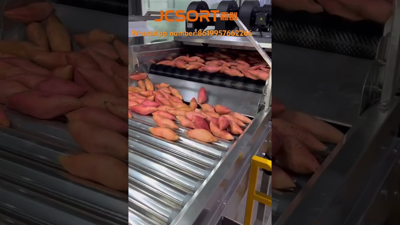 Sweet potato washing drying size sorting machine 