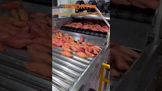 Sweet potato washing drying size sorting machine #fruitsorting #fruit #grading #farming #sorting Sweet potato washing drying size sorting machine #fruitsorting #fruit #grading #farming #sorting