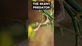 THE PERFECT HUNTER: PRAYING MANTIS