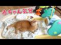隙あらば赤ちゃんの寝床を自分のものにして楽しむ猫が可愛すぎるw