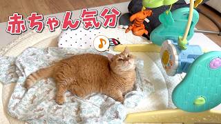 隙あらば赤ちゃんの寝床を自分のものにして楽しむ猫が可愛すぎるw