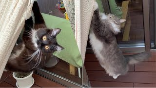 ハンモックにぶら下がりたい猫 ノルウェージャンフォレストキャット A cat that wants to hang in a hammock