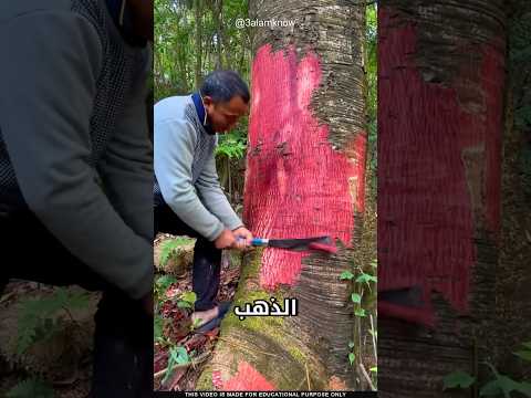 نبتة أغلى من الذهب