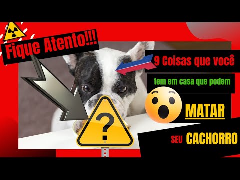 Vídeo: O que você precisa saber para manter seu cão fora