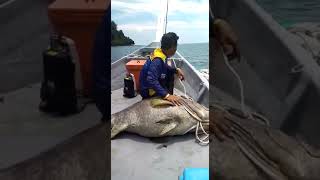 Kerapu Besar Bas Pulau Telur