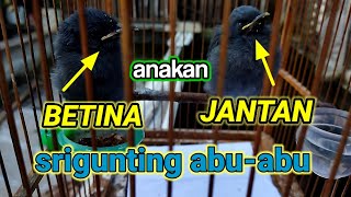 tips membedakan anakan srigunting abu abu jantan betina