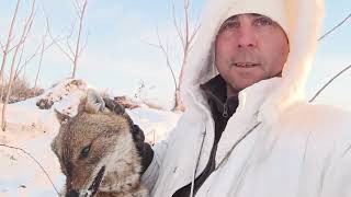 Predator Hunting - 19.02.25 #predator #hunting #jackal #blaserr8 #bergerbullets #vanguardtactics