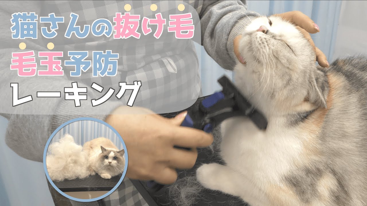【レーキング】猫さんの抜け毛と毛玉の予防 / 猫専門サロン