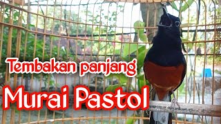 Download Lagu PANCINGAN MURAI BATU GACOR ISIAN, SEKALI DENGAR MURAI APAPUN LANGSUNG GACOR EMOSI ON TARUNG NEMBAK MP3 Download Lagu PANCINGAN MURAI BATU GACOR ISIAN, SEKALI DENGAR MURAI APAPUN LANGSUNG GACOR EMOSI ON TARUNG NEMBAK MP3