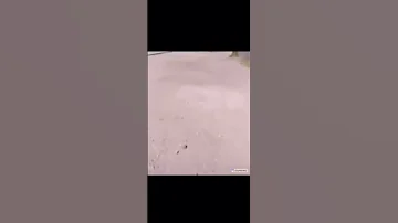 בטרקטורון של בן דוד שך עם עד חצות ביד נודר נדר 