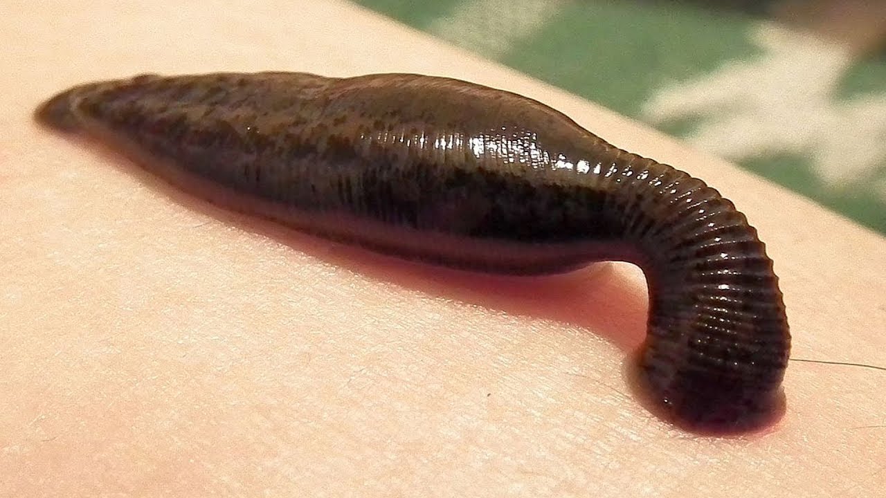10 Animaux Dangereux Qui Vivent Dans La Forêt Amazonienne YouTube