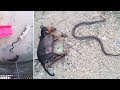 Hero Dogs Die Stopping Cobra From Reaching Sleeping Baby