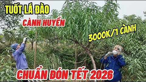 Tuốt Lá Đào Chuẩn Đón Tết Nguyên Đán 2026- Choáng 3000k Một Cành Đào Thẳng Mẫu Mới Năm Bính Ngọ 2026