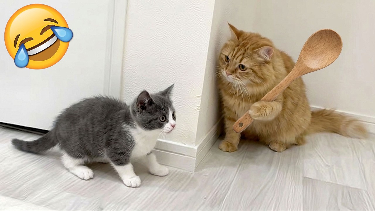 Смеешься — проигрываешь 😹 Самые смешные кошки и собаки 2026 😂🤣 Часть 1