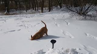 snow is soft, come and play, Carolina dog, American dingo, Taiwan dog, FMD screenshot 5