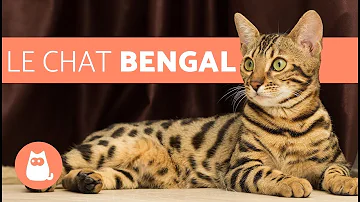 Quel est le prix d'un chat Bengal ?