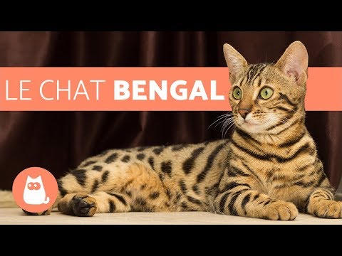 Vidéo: Races De Chats : Bengal