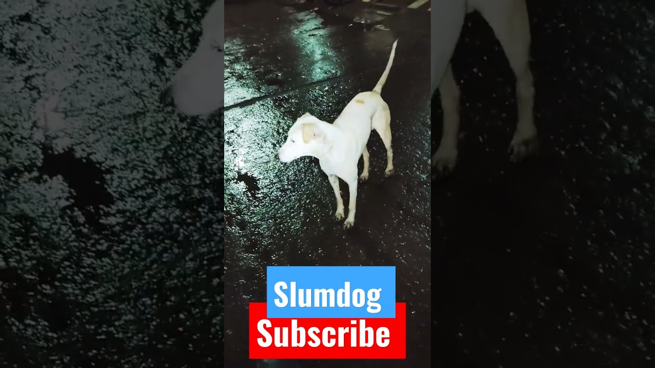 Street dog 🐕🐕🐕 is waiting in 