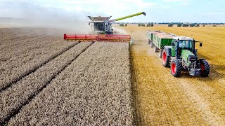Żniwa 2021Koszenie Pszenicyclaas Lexion 8700Fendt 924, 818, 712
