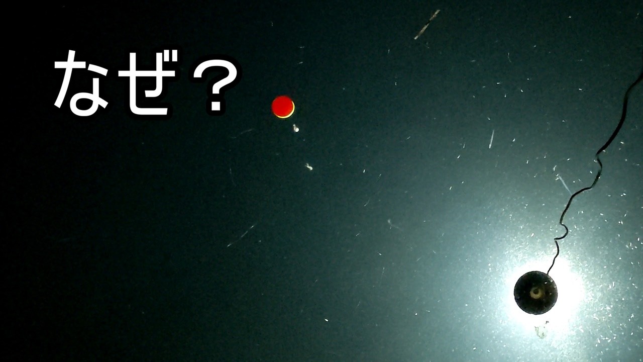 【新潟旅後半】魚はいるのに食わない…集魚灯の落とし穴