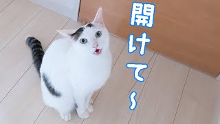 大好きな姉猫の居場所を教えてくれる弟猫チロさん