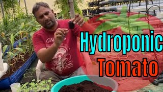 How to Grow Tomato in Hydroponic? // Tomato Plant in DWC Bucket// Kratky system of Hydroponic