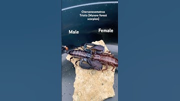 Scorpion Breeding/Mating (Close up)