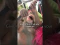 We Have The Best Camera Roll in The World  #orangutans #animals #budi
