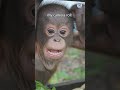 We Have The Best Camera Roll in The World  #orangutans #animals #budi