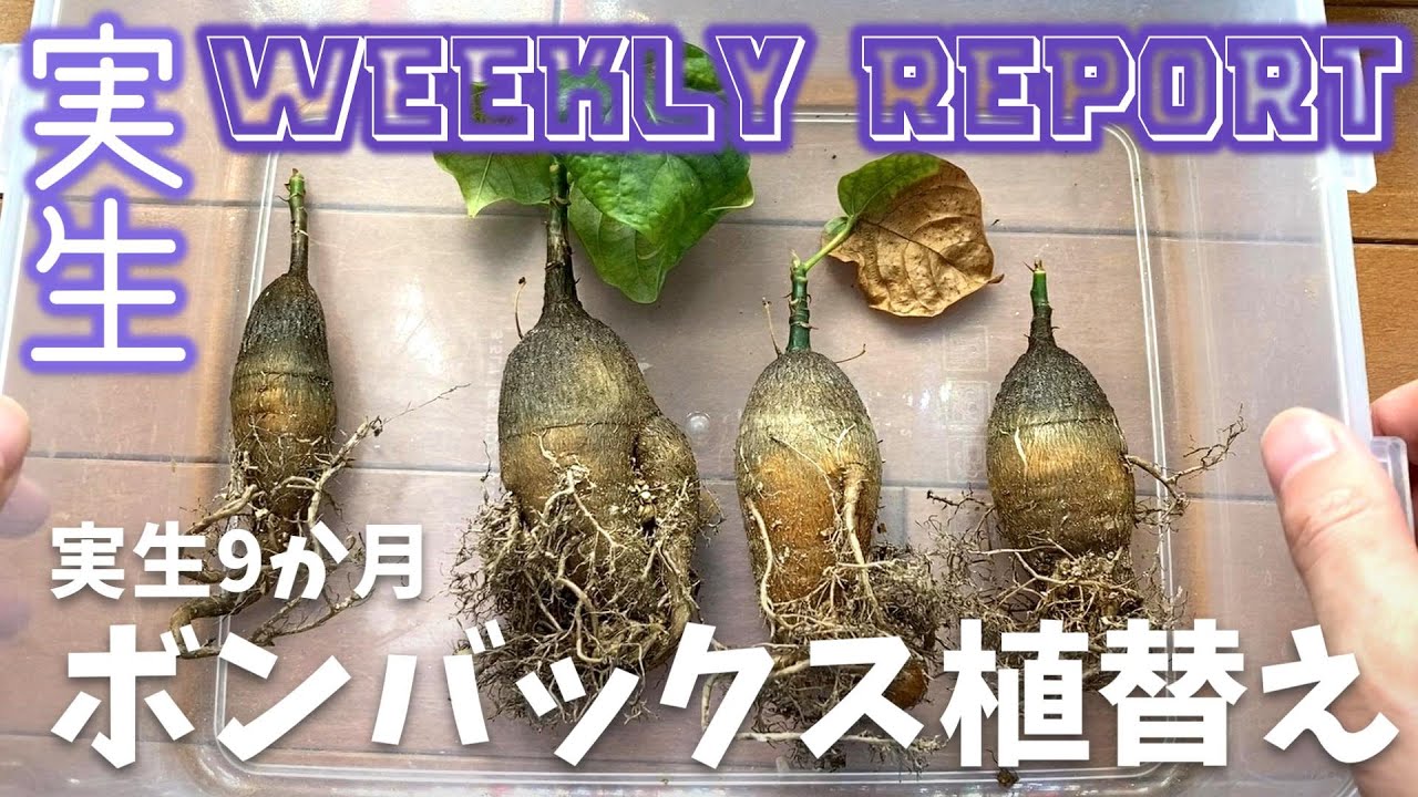 実生9か月のボンバックスを植え替え｜パキポ、アガベ、ピグマエア、センナ、オベサ、ボンバックスの実生苗育成記録#94