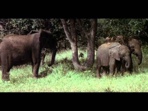 Ranker Video